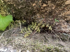 Asplenium subglandulosum