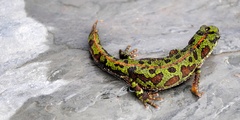 Triturus pygmaeus