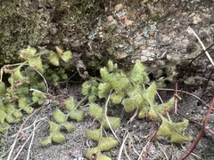 Asplenium subglandulosum