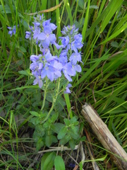 Veronica orsiniana