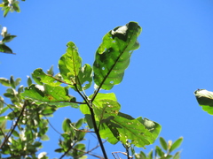 Ladenbergia oblongifolia