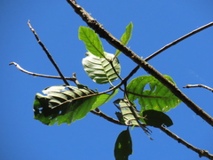 Ladenbergia oblongifolia