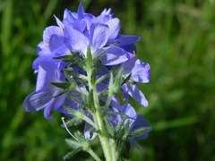 Veronica orsiniana