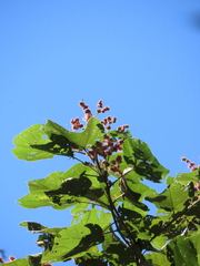 Heliocarpus americanus