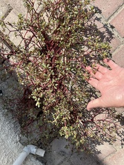 Trianthema portulacastrum