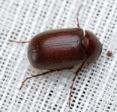 Melolonthinae