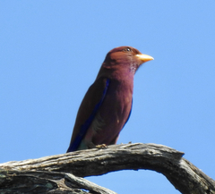 Eurystomus glaucurus