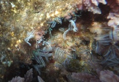 Macrorhynchia philippina