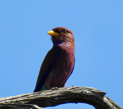 Eurystomus glaucurus