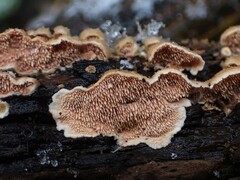 Steccherinum robustius