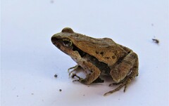 Physalaemus cuvieri