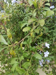 Plumbago auriculata