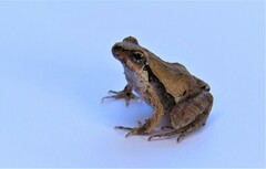 Physalaemus cuvieri