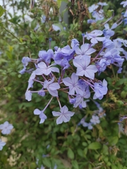 Plumbago auriculata