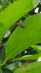 Opisthoncus polyphemus