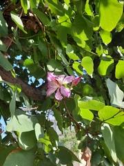 Bauhinia