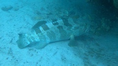 Epinephelus coioides