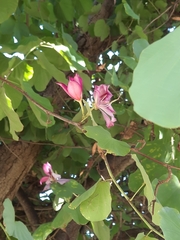 Bauhinia