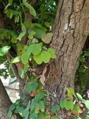 Bauhinia