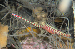 Dunckerocampus dactyliophorus