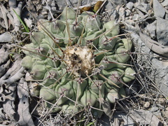Thelocactus rinconensis rinconensis