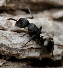 Polyrhachis phryne