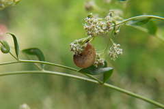 Fruticicola fruticum