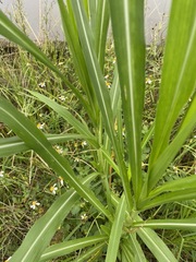 Cenchrus purpureus