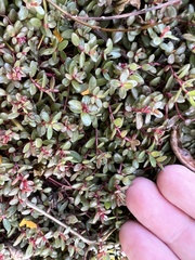 Portulaca quadrifida
