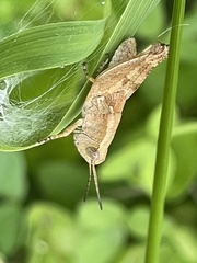 Phaulacridium vittatum