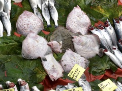 Scophthalmus maeoticus