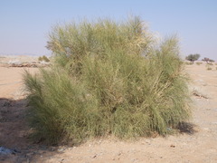 Retama raetam