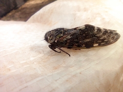 Cicadoidea