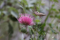 Cirsium ochrocentrum martinii