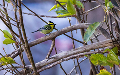 Machlolophus xanthogenys