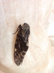 Cicadoidea