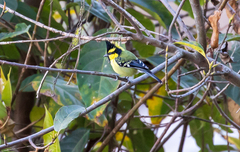 Machlolophus xanthogenys