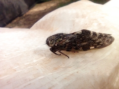 Cicadoidea