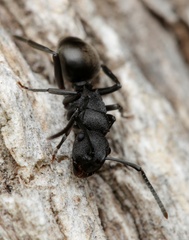 Polyrhachis phryne