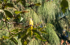 Pericrocotus ethologus