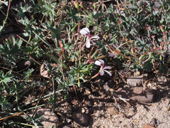 Pelargonium patulum patulum