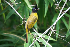 Rubigula flaviventris