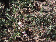 Pelargonium patulum patulum