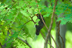 Chrysococcyx xanthorhynchus xanthorhynchus