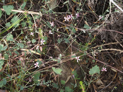Pelargonium patulum patulum