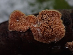 Steccherinum robustius