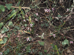 Pelargonium patulum patulum