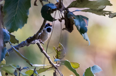 Aegithalos concinnus