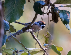 Aegithalos concinnus