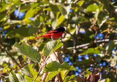 Pericrocotus ethologus